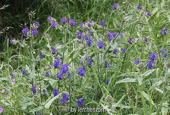 Gemeine Ochsenzunge (Anchusa officinalis)