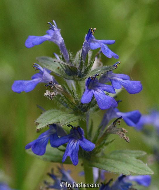 Heide-Günsel (Ajuga genevensis)