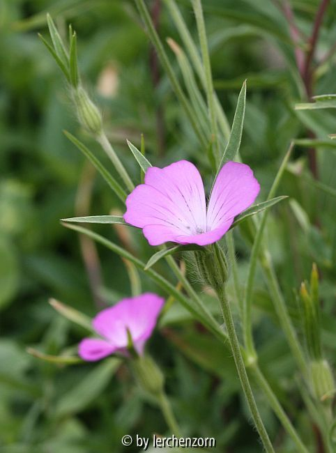 Kornrade (Agrostemma githago)