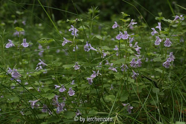 Gundelrebe (Glechoma hederacea)