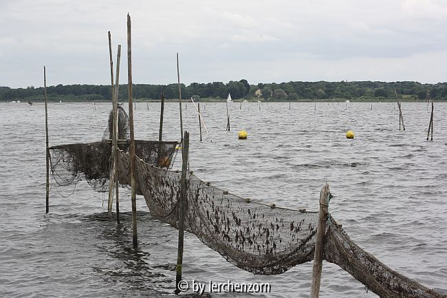 Reusen am Schwielowsee bei Caputh