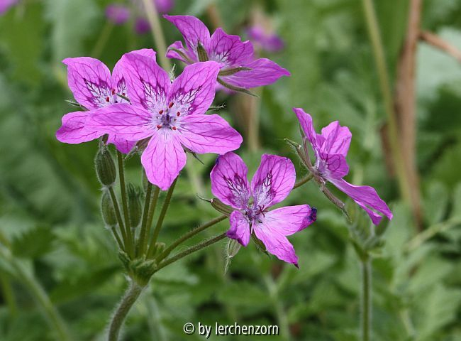 Pyrenäen-Reiherschnabel (Erodium manescavii)