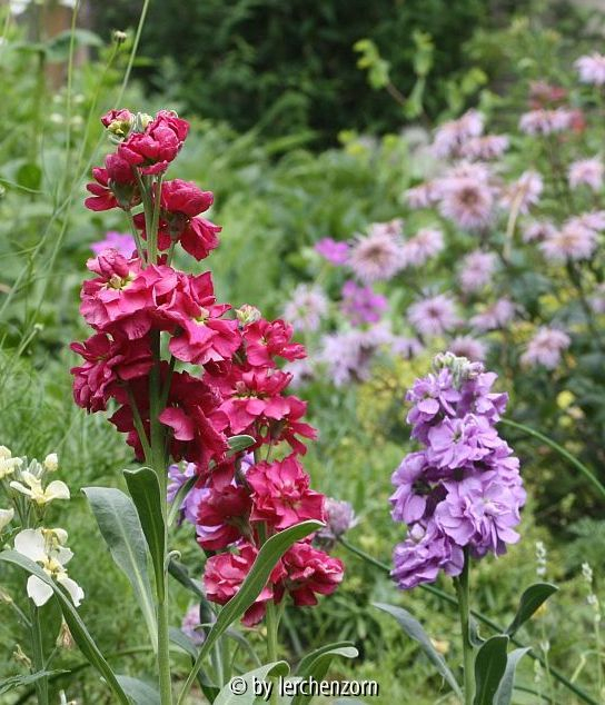 Levkojen (Matthiola incana)