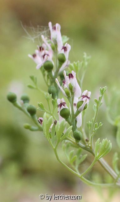 Vaillants Erdrauch (Fumaria vaillantii)