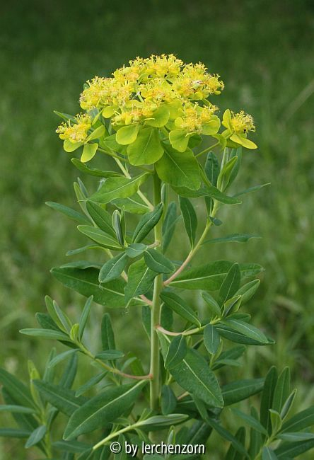 Sumpf-Wolfsmilch (Euphorbia palustris)