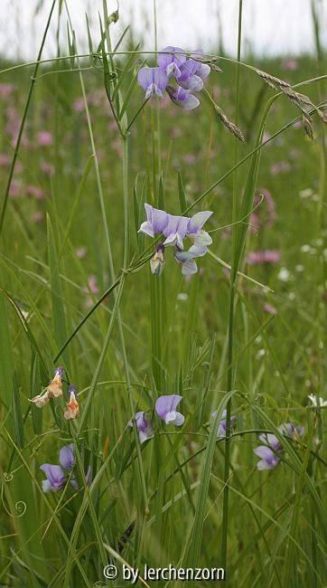 Sumpf-Platterbse (Lathyrus palustris)