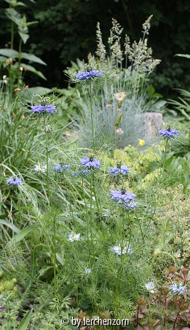 Jungfer im Grünen (Nigella damascena)