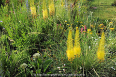 KB 1 Eremurus