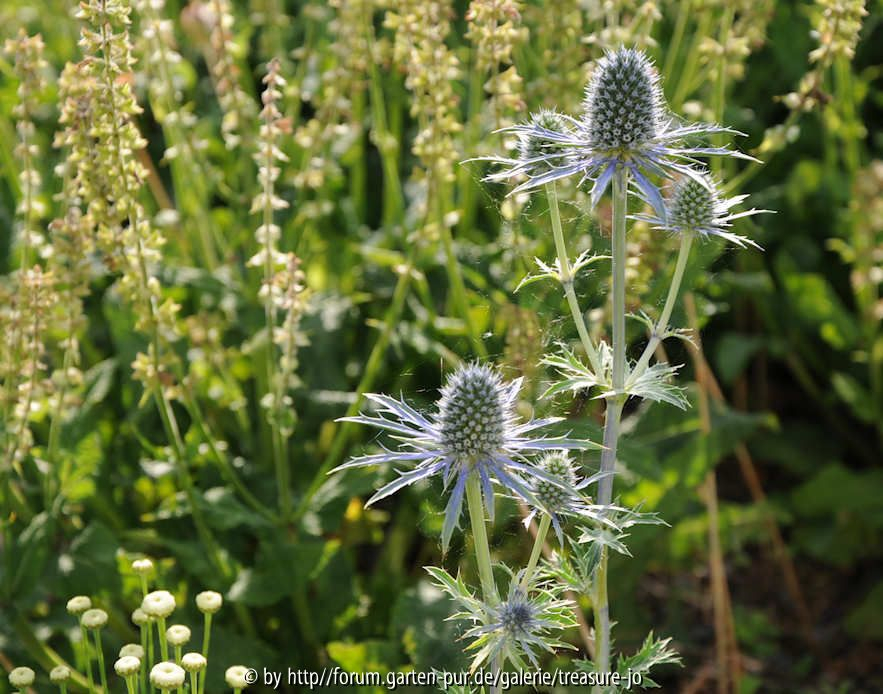 KB 3 Eryngium zabelii