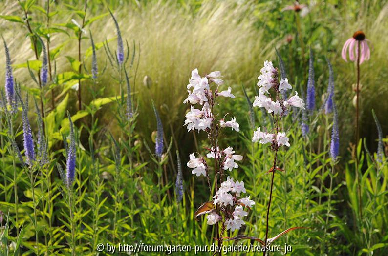 KB 4 Penstemon pseudolysimachion