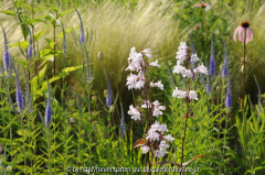 KB 4 Penstemon pseudolysimachion