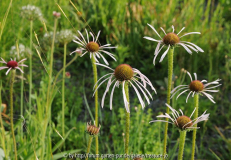 KB 6 Echinacea pallida