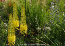 KB7 Eremurus Echium