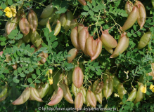 KB 8 Colutea