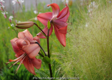 KB9 Lilium Nassella