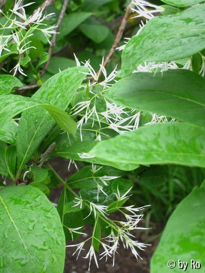Chionanthus virginicus