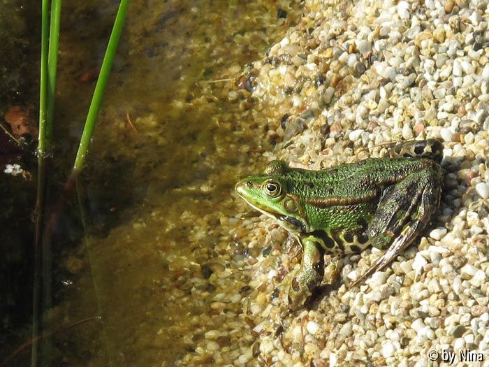 Wasserfrosch sprungbereit