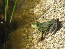 Wasserfrosch sprungbereit