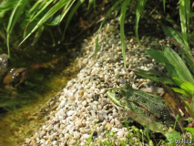 Wasserfrosch 1