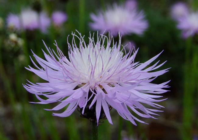 Centaurea simplicicaulis