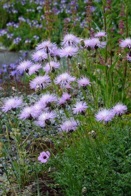 Centaurea simplicicaulis