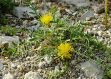 Centaurea pestalozzae