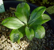 Lilium species