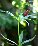 Lilium grayi