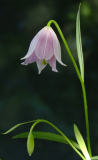 Lilium amoenum