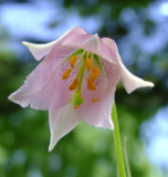 Lilium amoenum
