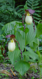 Cypripedium kentuckiense
