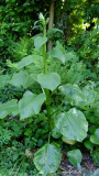 Cardiocrinum giganteum var. giganteum