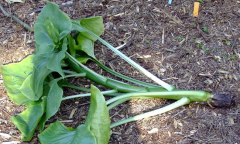 Cardiocrinum giganteum var. giganteum