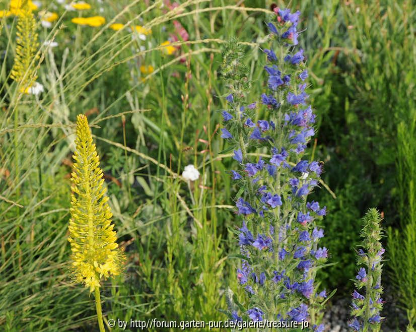 Echium vulgare im Kiesbeet 1
