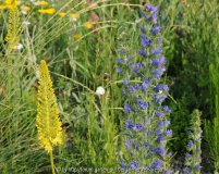 Echium vulgare im Kiesbeet 1