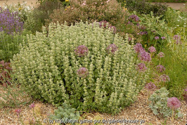 Gravelgarden Chatto 1