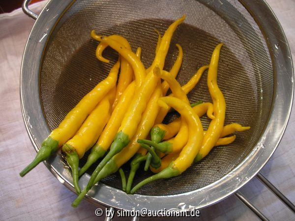Chili Elefantenrüssel