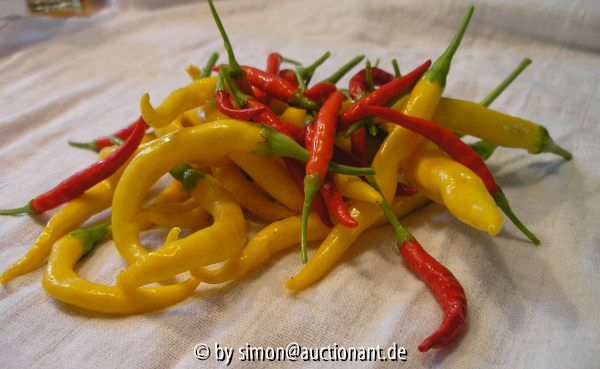 Chili Elefentenrüssel & Burning Bush