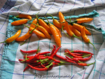 Chili Criolla Sella & Burning Bush