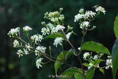 Heptacodium jasminoides - Sieben-Söhne-d