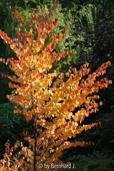 Cercidiphyllum japonicum - Katsurabaum - Lebkuchenbaum
