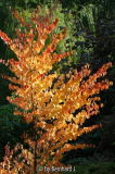 Cercidiphyllum japonicum - Katsurabaum -