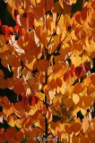 Cercidiphyllum japonicum - Katsurabaum -