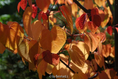 Cercidiphyllum japonicum - Katsurabaum -