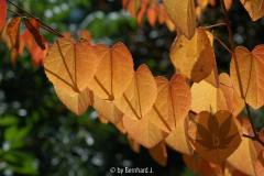 Cercidiphyllum japonicum - Katsurabaum -