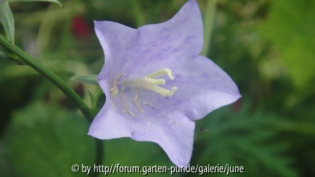 Campanula Cornish Mist