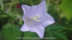Campanula Cornish Mist