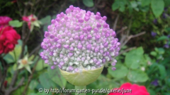 Allium1