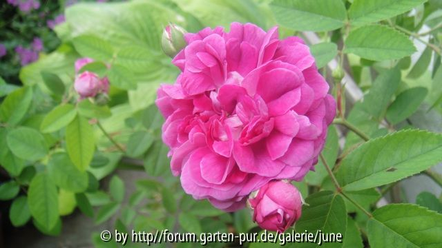 Centifolia a Fleurs Doubles Violettes