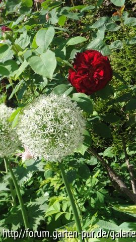 L. D. Braithwite mit Allium